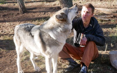Embracing wolves: Dr. John Hughes and the Sacred Wolf Foundation’s Mission