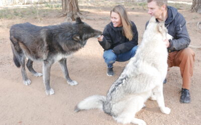 What’s behind the resistance to wolves in Colorado?