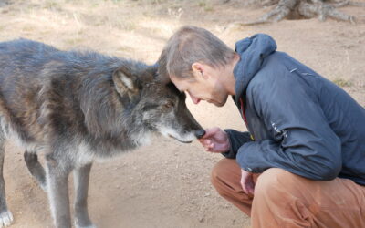 Hughes: CPW’s handling has been a dishonor to the wolf