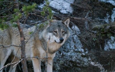 Colorado Parks and Wildlife successfully completes gray wolf capture work in Oregon