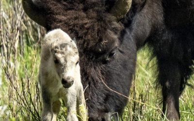 Birth of rare white buffalo calf in Yellowstone park fulfills Lakota prophecy