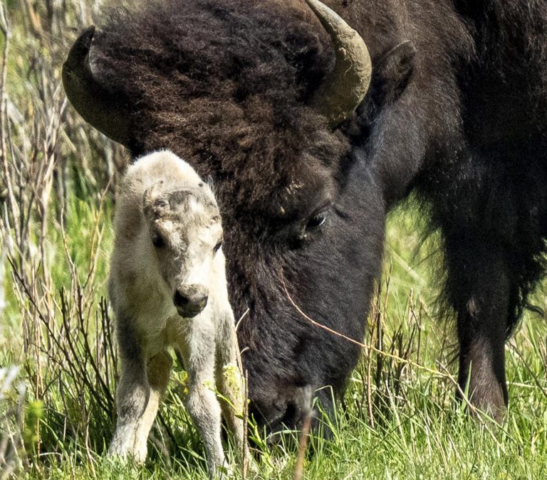 Birth of rare white buffalo calf in Yellowstone park fulfills Lakota prophecy