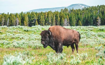 Sacred Wolf Foundation Habitat Protection